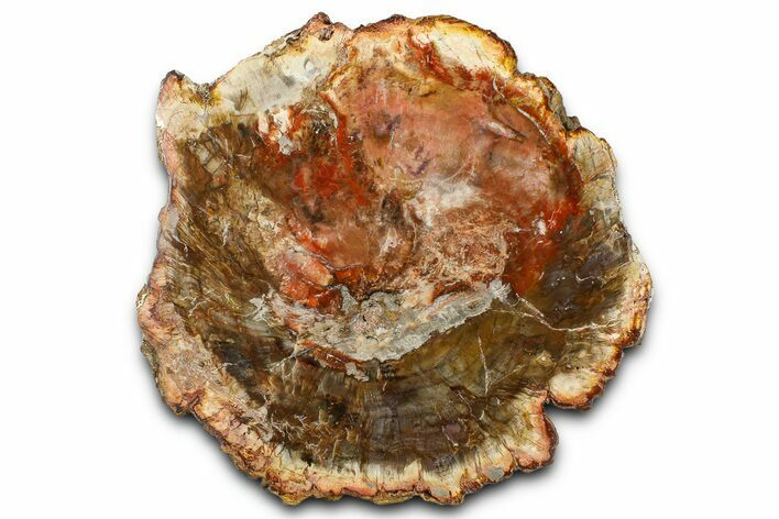 Beautiful Petrified Wood (Araucaria) Slab - Madagascar #361504